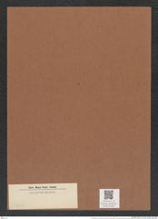 Actinoptychus sp. (de-Toni-Nr.: Genus 227, Species 5519 ?) Zeichnungen Sammlung Grunow Mappe 05367 (Herbarium_W_Grunow_drawings_Folder_05367)